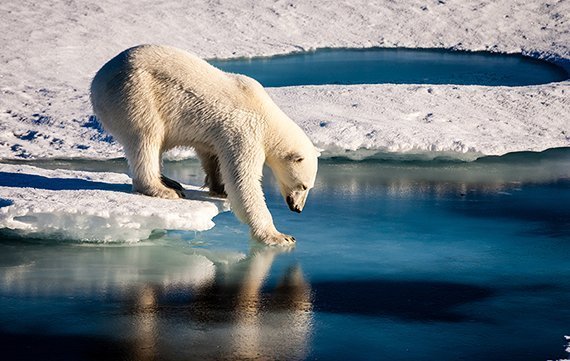 Den Eisbären schmilzt der Lebensraum weg