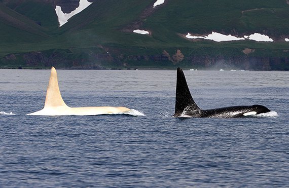 Der weiße Orca ist zurück