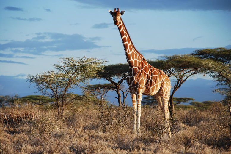 Die Giraffe gibt es vier Mal!