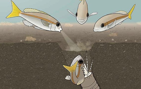 Fische: Mobbing gegen den Monsterwurm