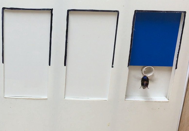 Fröhliche Hummeln sind optimistisch