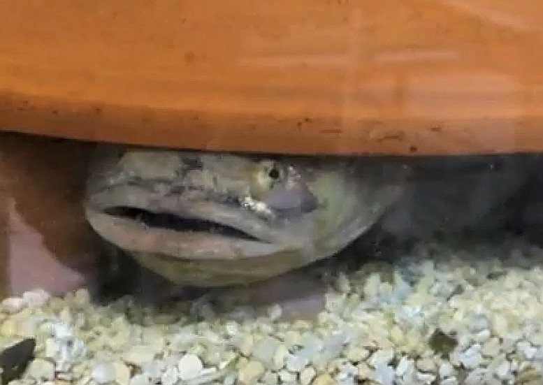 Nächtlicher "Fisch-Gesang" erforscht