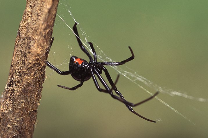 Schwarze Witwen ausgetrickst