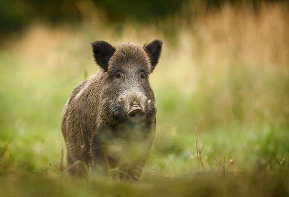 Woher kommen die Wildschweine in der Stadt?
