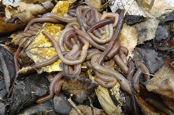 Wühlende Invasoren