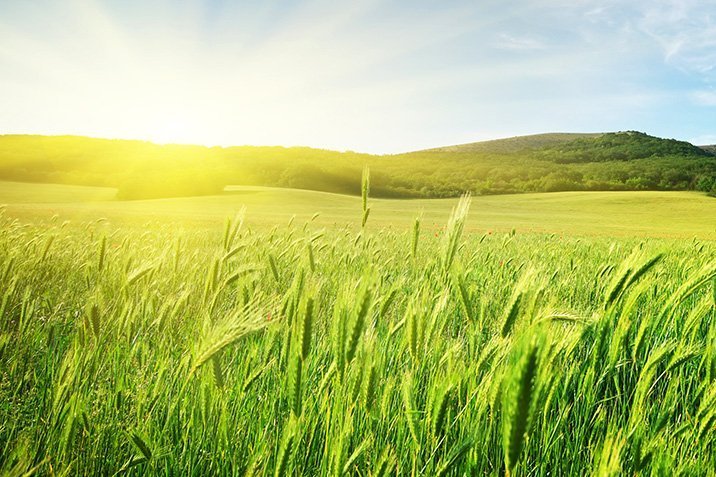 Zu schnell für Gras, Weizen und Co
