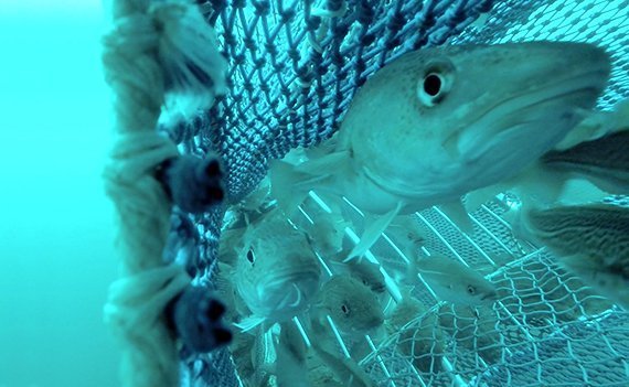 Fischerei: Eine Chance für die Großen