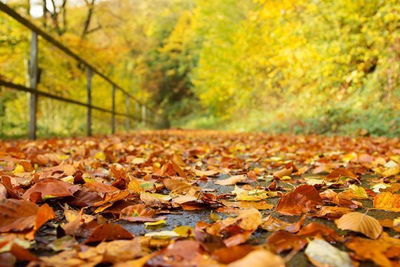 Herbstlaub zu Aktivkohle