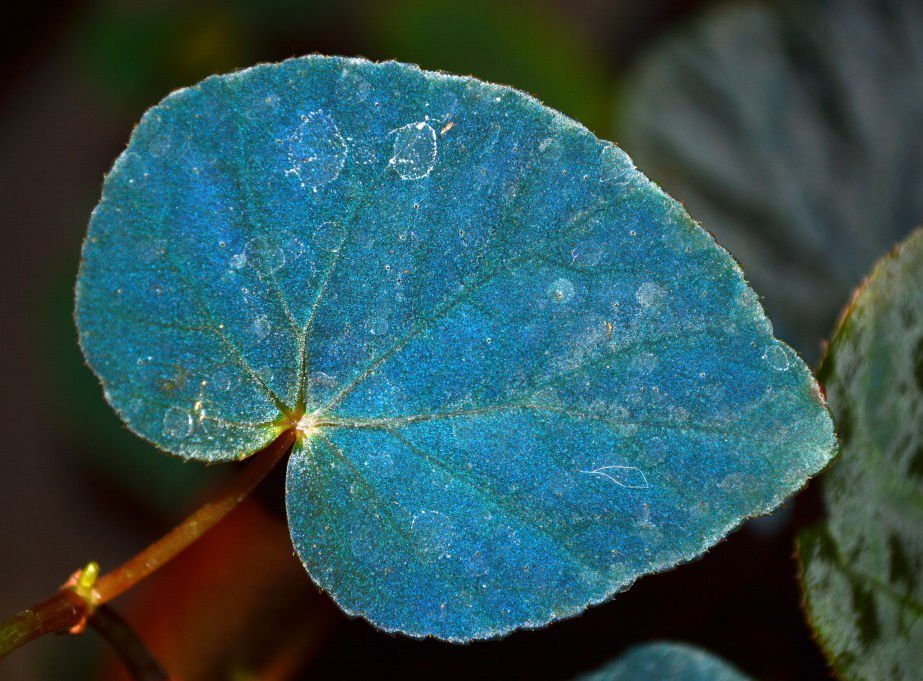 Photonik-Geheimnis blauer Blätter aufgedeckt