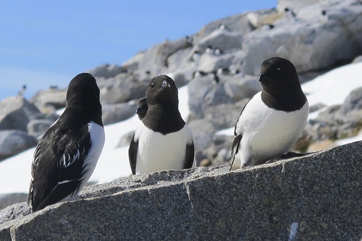 Arktis: Vogelkolonien als Kühl-Aggregate