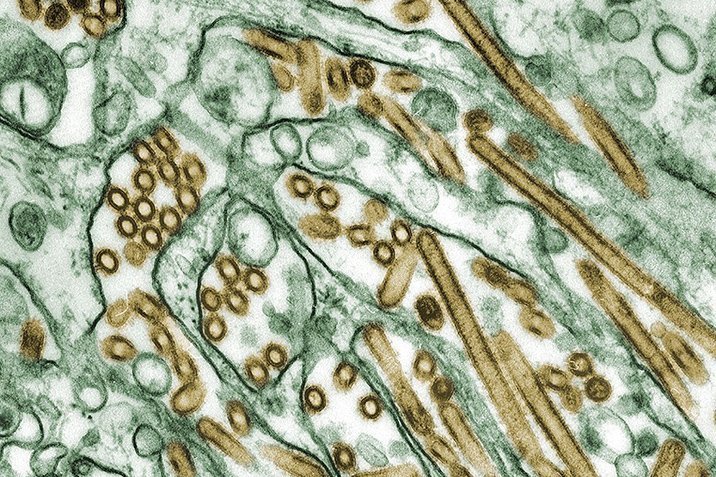Die erste Grippe schützt ein Leben lang