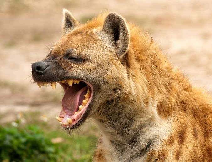 Gibt es tierisches Lachen?