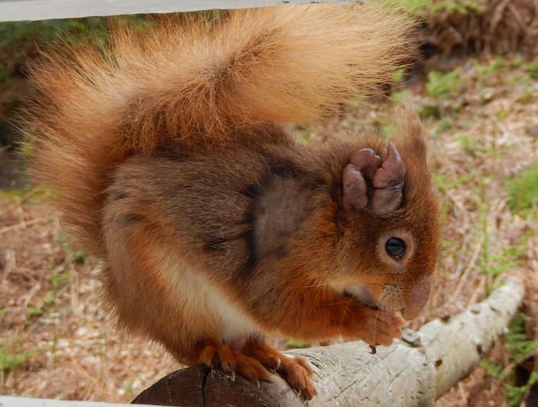 Lepra bei Eichhörnchen entdeckt