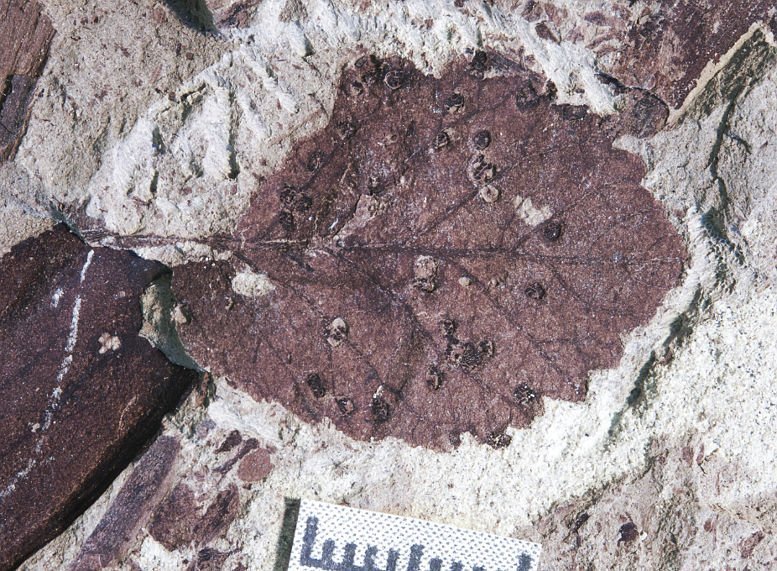 Massensterben im Spiegel fossiler Fraßschäden