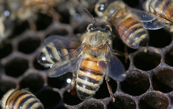 Neue Gefahr für Europas Honigbienen