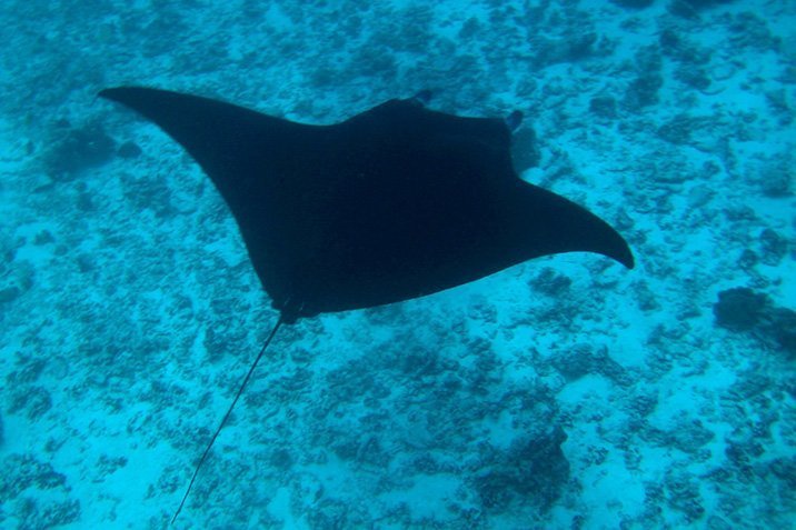 Riesenmantas: Fressen im Geheimen