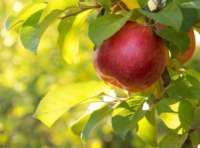 Rot bedeutet grünes Licht beim Essen
