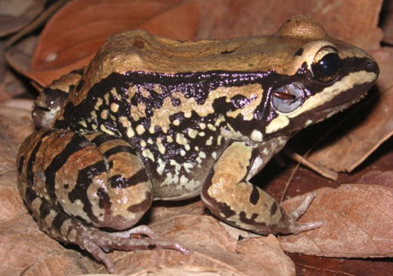 Froschige "Hochleistungs-Quaker" entdeckt