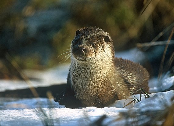 Im Winter trägt der Hirsch Schal