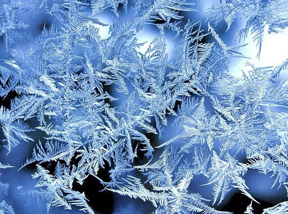 Ist die Eisblume eine bedrohte "Art"?