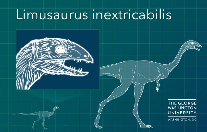 Jung-Dinos mit Beißern – zahnlose Erwachsene