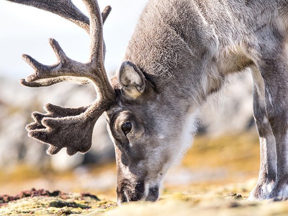 Klimawandel lässt Rentiere schrumpfen