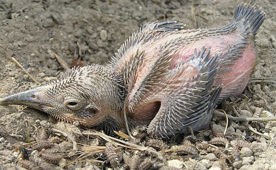 Madige Müllabfuhr hält Vogelnester sauber