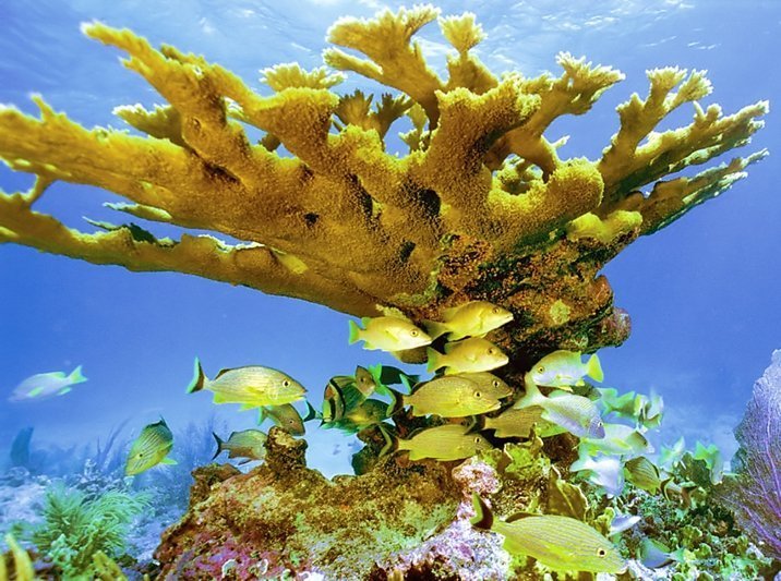 Methusalem im Meer