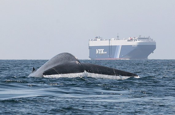 Neues Warnsystem zum Schutz der Blauwale