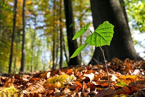 Waldboden ist nicht mehr so sauer