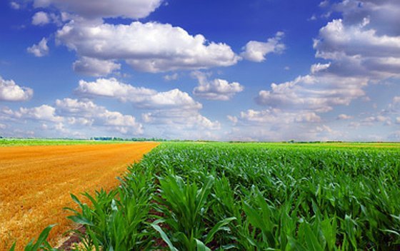 Der Klimawandel bedroht die Ernten in den USA