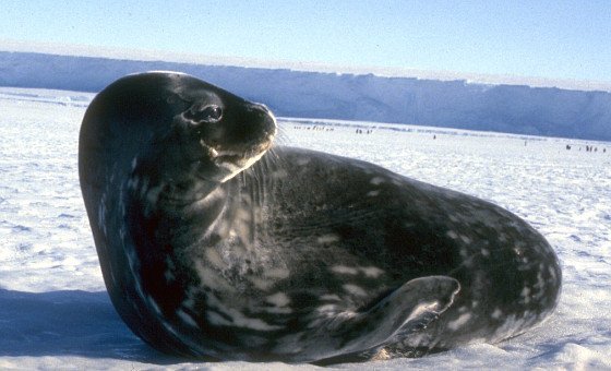 Geheimnisvolle Klänge in eisigem Wasser