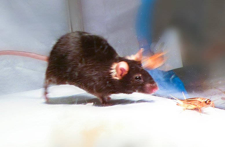 "Killer-Maus" per Laser-Impuls