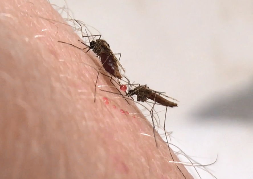 Malaria: Gentech-Erreger als Impfstoff