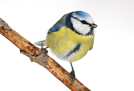 Viele Menschen, wenig Vögel