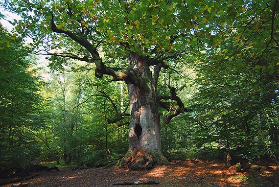 Wald: Auf das Alter kommt es an!