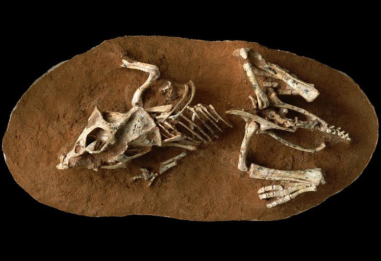 Wann krochen Dinos aus dem Ei?