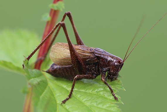 Bedrohte Hüpfer
