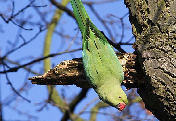 Bioinvasion nimmt weiter zu