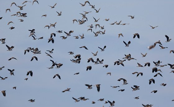 Effekt des Klimawandels in der deutschen Natur nachgewiesen