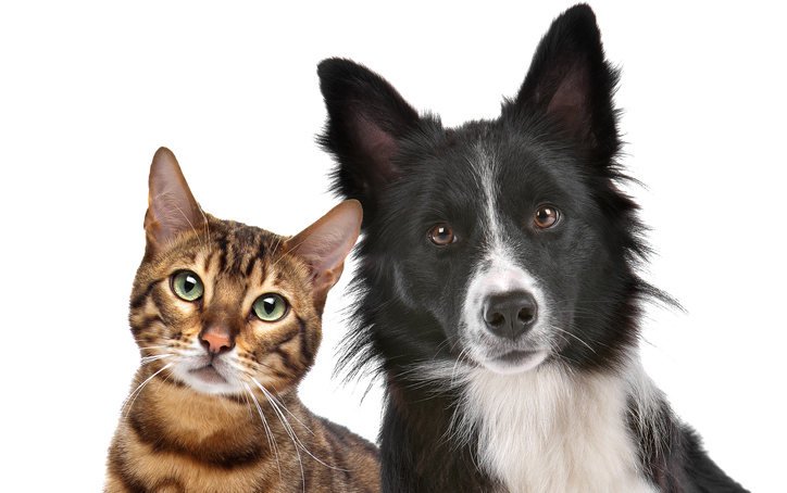 Haben Hund und Katze Blutgruppen?