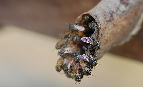 Kräftige "Tür-Steherinnen" mit scharfen Beißern
