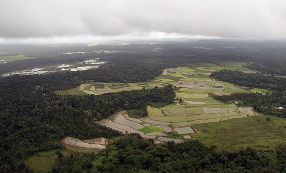 Nachhilfe für den Regenwald