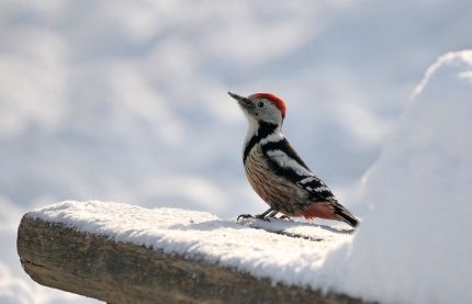 Pause im Schnee