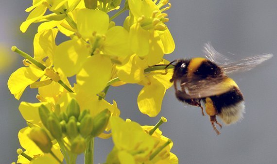 Bienen als Pflanzenzüchter