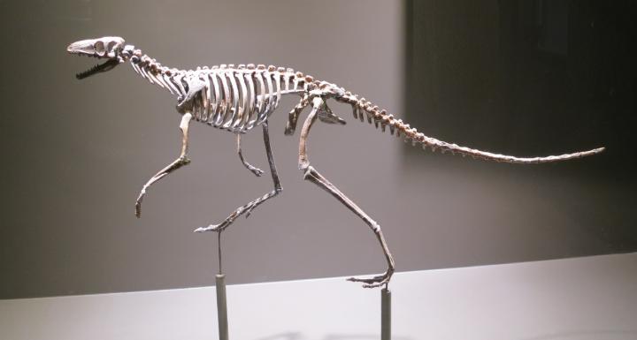 Dinos: Dank Schwanz zweibeinig