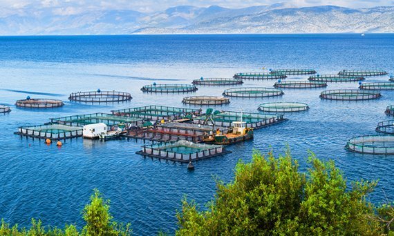 Aquakultur: Insekten statt Fischmehl