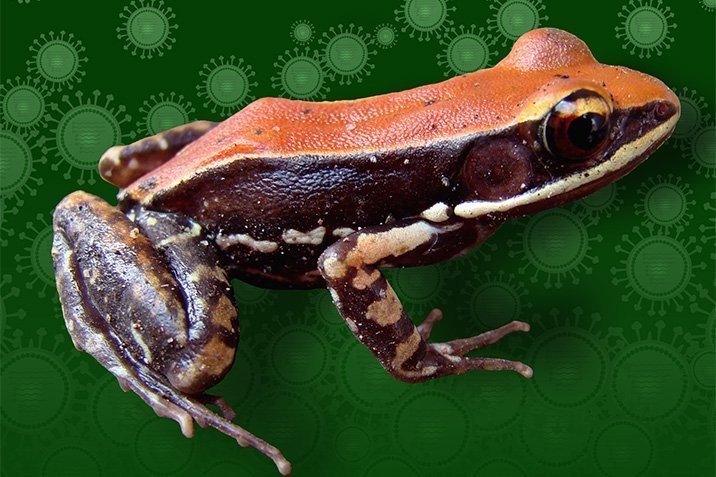 Frosch-Schleim gegen Grippeviren