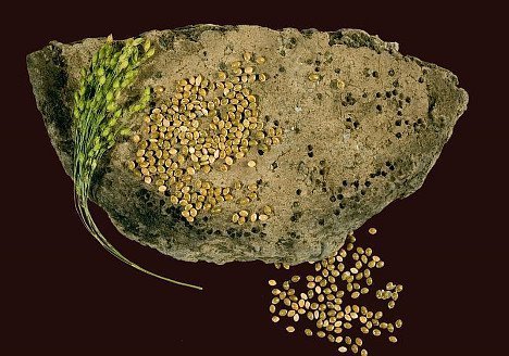 Hirse - Ernährungsrevolution in der Bronzezeit