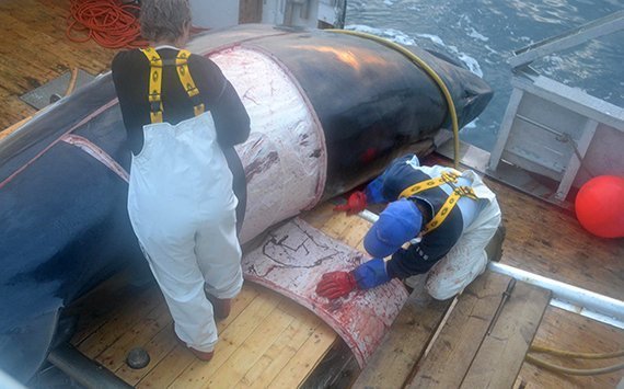 Norwegen: Das Waltöten hat wieder begonnen